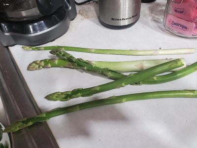 Asparagus, 05-14-23.jpg