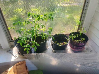 Tomatoes on the porch, 05-23-23, #2.jpg