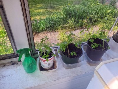 Tomatoes on the porch, 05-23-23, #3.jpg