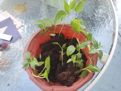 Sweet peppers,next 8 almost  up potted, 05-23-23.jpg