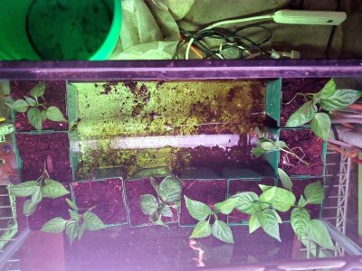 Sweet peppers, first 10 up potted and in fish tank, 05-23-23.jpg