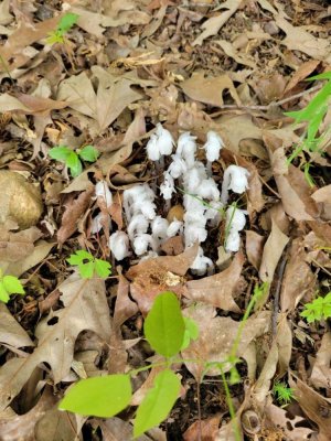 Indian Pipe 5.23.jpg