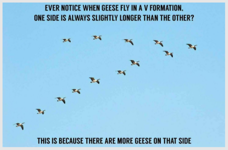 zgeese.png