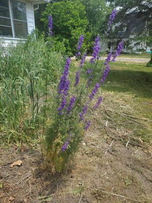 Blue wildflower planted in 2022, 06-10-23, #2.jpg