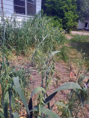 Volunteer oats, 2023.jpg