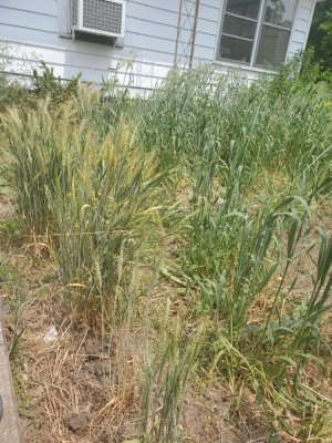 Volunteer wheat, 2023.jpg