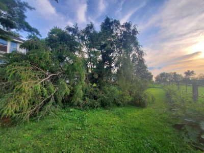 Derechio, July cleanup, Larch #6.jpg