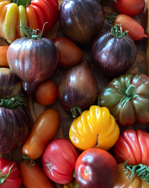 Screenshot 2023-07-15 at 10.26.50.png