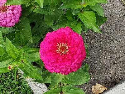 Zinnia Magenta.jpg Zinnia Magenta.jpg