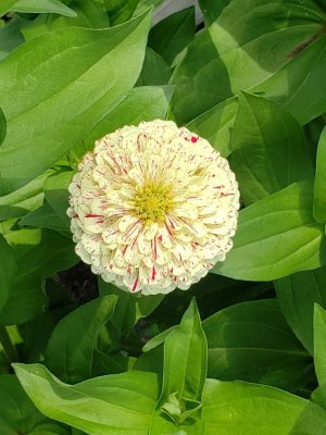 Zinnia Peppermint Stick #2.jpg