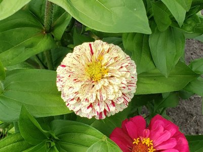 Zinnia Peppermint Stick.jpg Zinnia Peppermint Stick.jpg