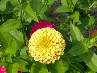 Zinnia Peppermint Stick Yellow.jpg Zinnia Peppermint Stick Yellow.jpg