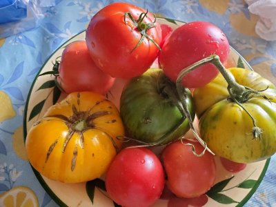 Tomatoes, 08-21-23.jpg