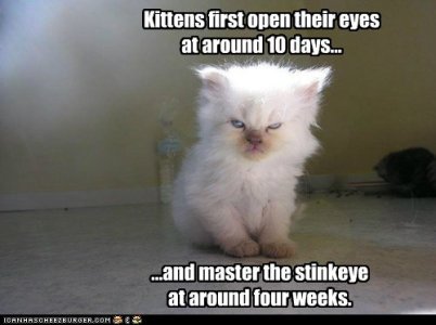 lolcats-stages-of-cat-development.jpg