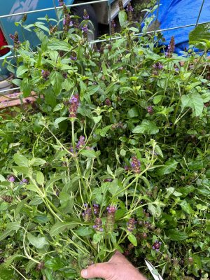 IMG_1210.jpeg