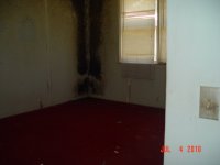black mold.JPG