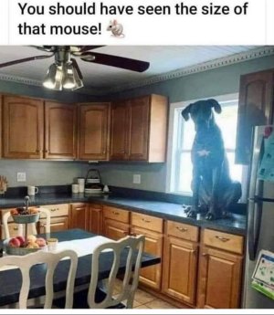 zmouse.jpg