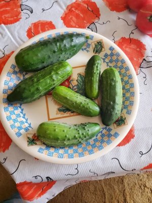 cucumbers harvested 10-10-23.jpg