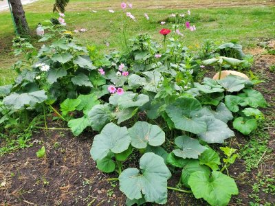 Wildflowers, October, 2023, #1.jpg