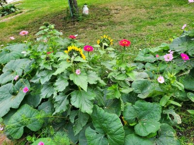 Wildflowers, October, 2023, #2.jpg