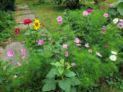 Wildflowers, October, 2023, #3.jpg