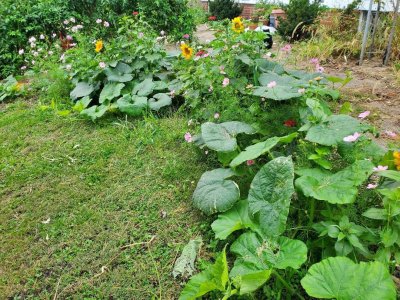 Wildflowers, October, 2023, #4.jpg