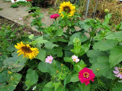 Wildflowers, October, 2023, #5.jpg