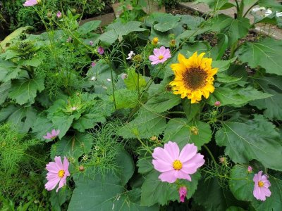 Wildflowers, October, 2023, #6.jpg