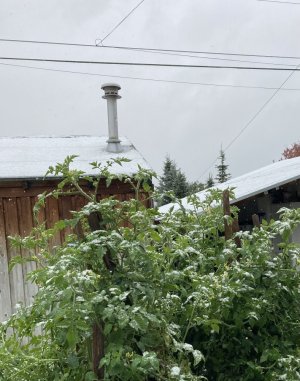 IMG_0796.jpeg IMG_0796.jpeg