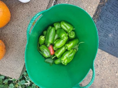 Sweet pepper harvest, 10-25-23.jpg