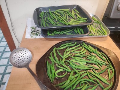 Green beans last harvest, 2023#2.jpg