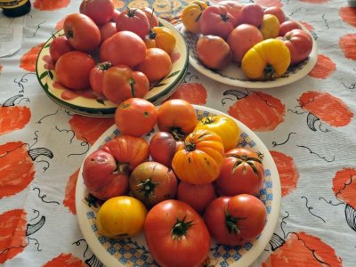Tomatoes, ripe for canning, 10-30-23.jpg