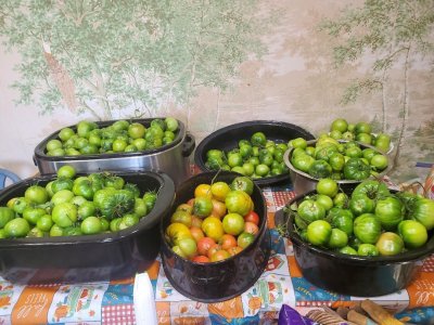 Tomatoes, ripening for canning, 10-30-23.jpg