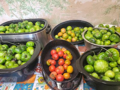 Tomatoes, ripening for canning, 11-05-23, #2.jpg