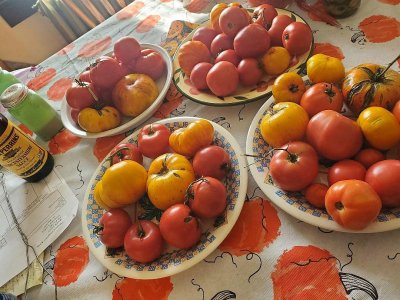 Tomatoes, ripening for canning, 11-05-23.jpg