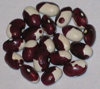 Bobolink.jpg Bobolink.jpg