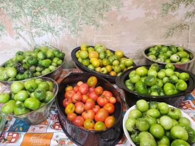 Tomatoes, leftover for canning, 11-07-23.jpg