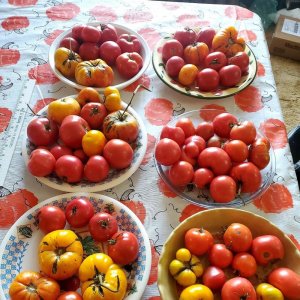 Tomatoes, ripe for canning, 11-07-23.jpg