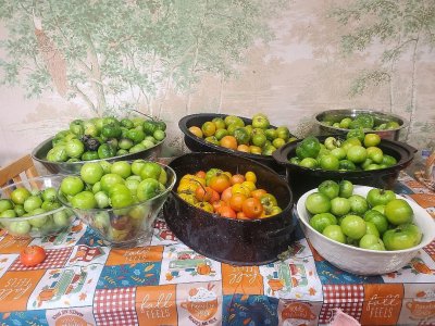 Tomatoes, ripening for canning, 11-08-23.jpg