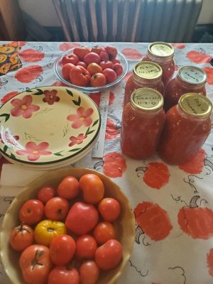 Tomatoes done, 11-07-23.jpg