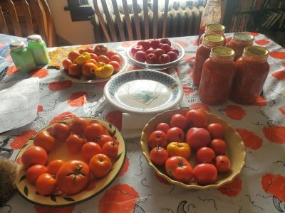 Tomatoes, ripening for next canning, 11-08-23.jpg