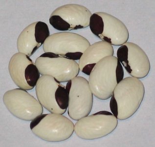 Hashuli.jpg Hashuli.jpg