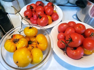 Tomatoes ready for skinning, 11-12-23, #1.jpg