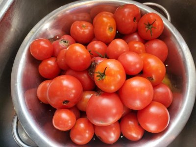 Tomatoes ready for skinning, 11-12-23, #2.jpg