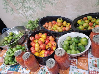 Tomatoes ripening, november 14th, 2023.jpg