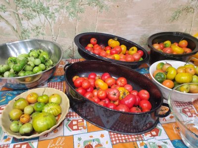 Tomatoes ripening, november 16th, 2023.jpg