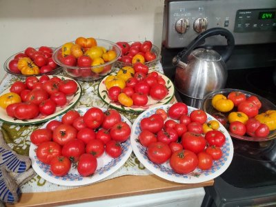 Tomatoes waiting for canning, November 16th, 2023.jpg