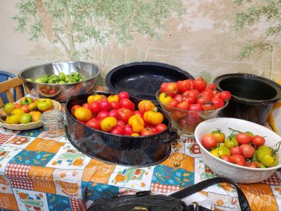 Tomatoes, ripening for canning, 11-18-23.jpg