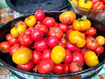 Tomatoes, ripening for canning, 11-18-23, #2.jpg