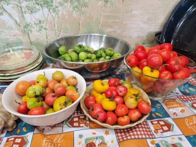 Tomatoes, ripening for canning, 11-19-23.jpg